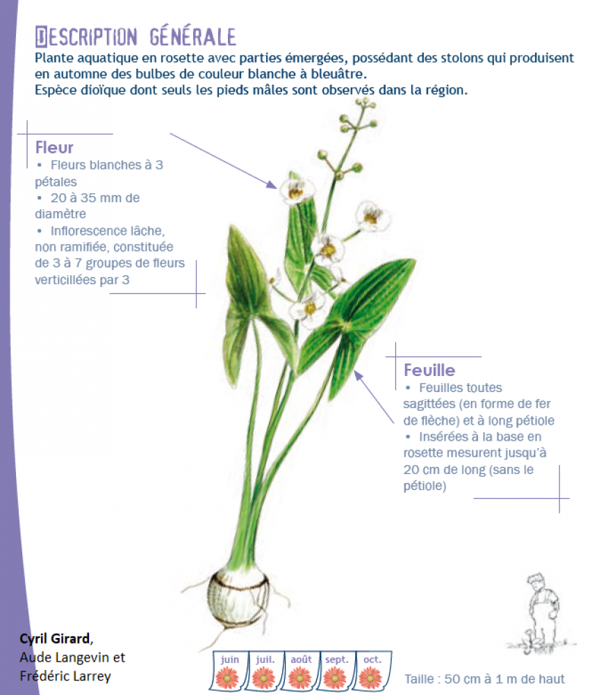 Sagittaria latifolia Willd., 1805